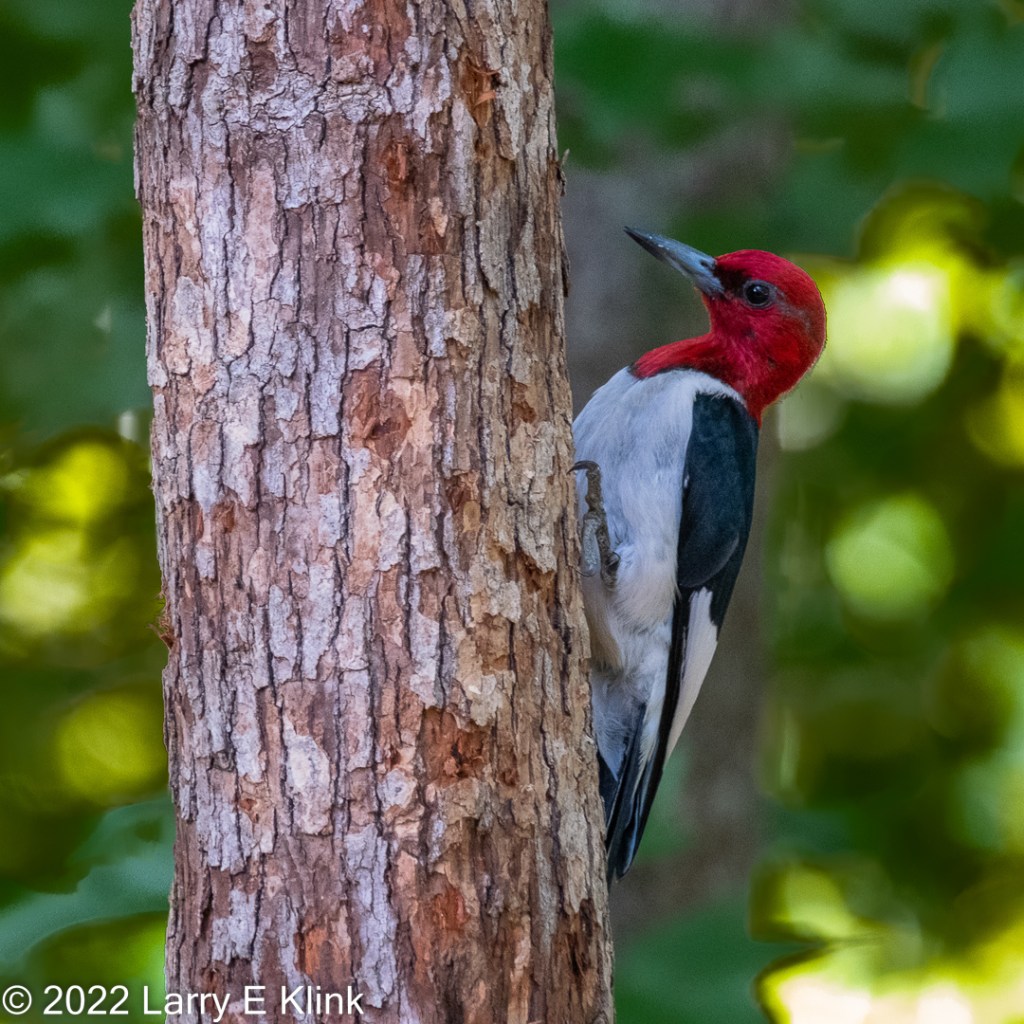 A Red-headed Woodpecker perched on the right side of a tree trunk against a green background.  