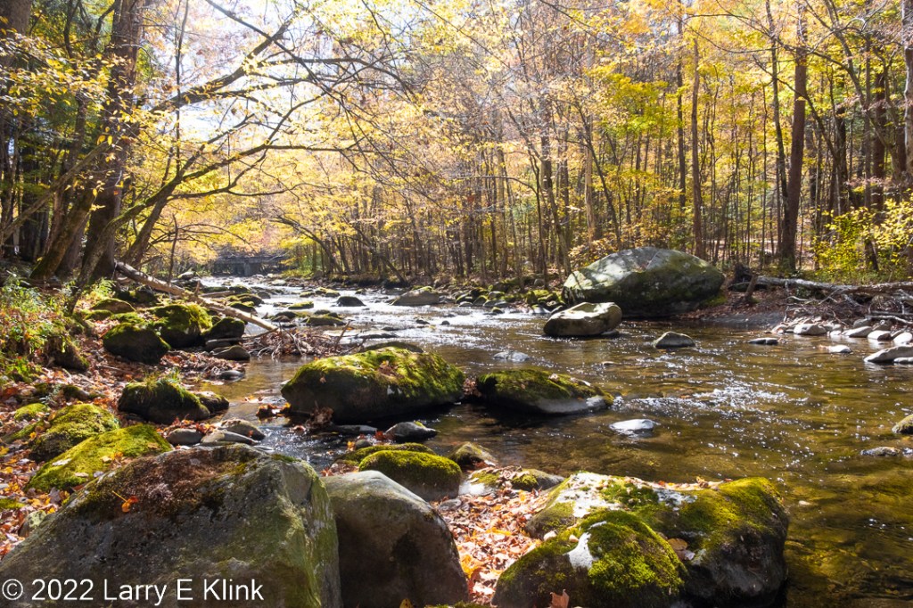 A view upstream of a river with trees on both banks that are covered in brightly lit yellow leaves. The stream is strewn with boulders creating cascades in the river. In the foreground are boulders that are covered by a deep green moss whose color is saturated by the sun light.