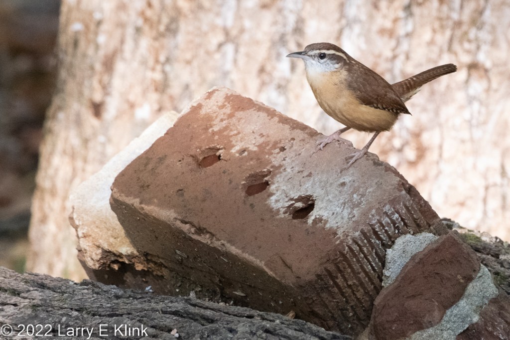 Carolina Wren perched on a red brick.