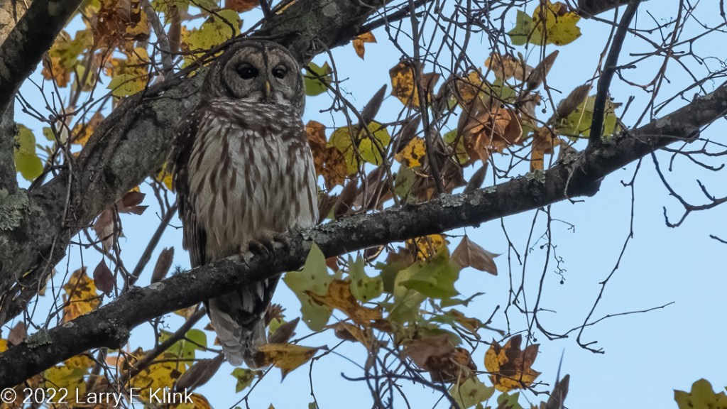 Photographic image of a predominantly gray and brown Barred Owl perched on a tree branch with green leaves in the background. The owl has a gray breast with heavy brown vertical stripes. It has heavy gray rings around its dark eyes, a yellow beak and what appears to be a white moustache.