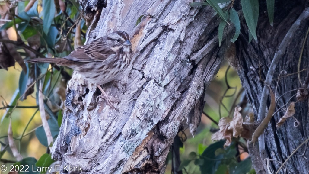 Photographic image of a predominantly brown and gray Song Sparrow perched on an angled, gray tree trunk with green and yellow background.