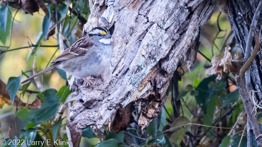 Photographic image of a predominantly brown and gray White-throated Sparrow perched on an angled, gray tree trunk with green and yellow background. The bird has 2 black stripes on its crown with a white stripe in between, white throat, white orbital feathers between its crown and black eye stripe. It has a yellow lore above his beak.