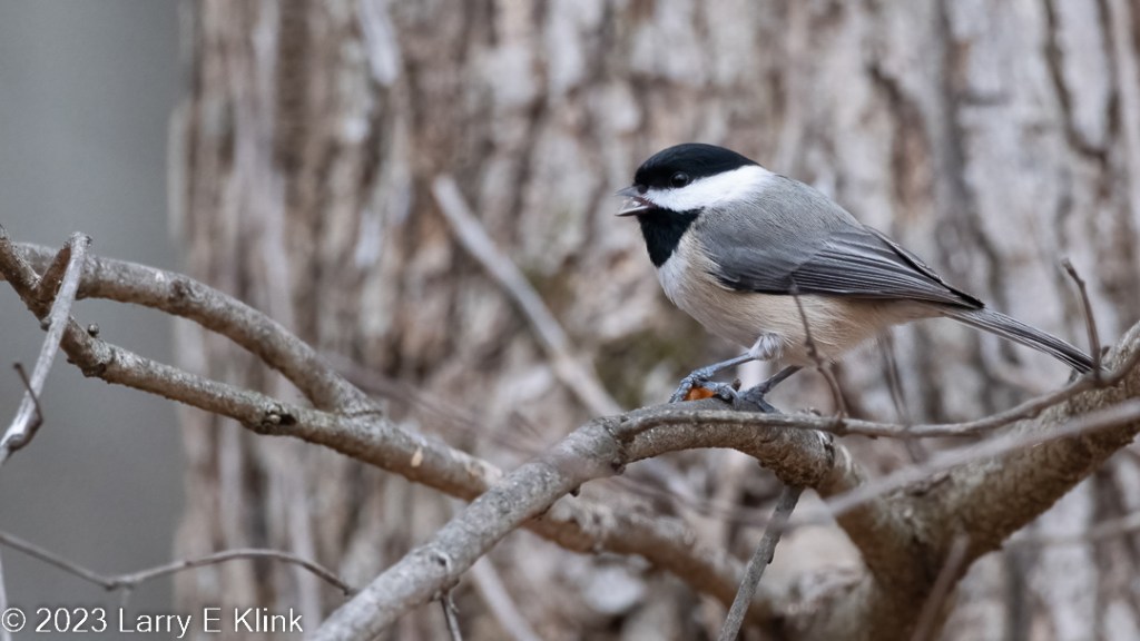 A Carolina Chickadee perched on a tree branch. There are some gray branches and any out of focus gray tree trunk in the background. The bird is facing left and is presenting a side view. The bird has a black cap on its head with a thick white stripe below. It has a black chin and an off-white breast and belly, with a very light reddish tinge on its underparts. Its back is a medium gray. Its beak is gray, and its eyes are dark. It is holding a brown seed under its gray claw.

