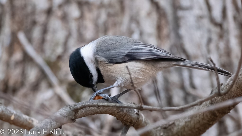 A Carolina Chickadee perched on a tree branch. There are some gray branches and an out of focus gray tree trunk in the background. The bird is facing left with its head down eating a seed. Itis presenting a side view. The bird has a black cap on its head with a thick white stripe below. It has a black chin and an off-white breast and belly, with a very light reddish tinge on its underparts. Its back is a medium gray. Its beak is gray, its eyes are dark and it has a gray claw.