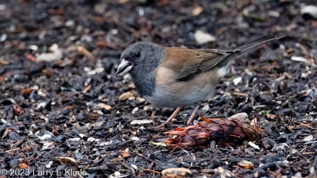 Bird. Dark-eyed Junco of Oregon subspecies, on the ground, with a sunflower see in its beak.  The bird has a light gray beak, a black neck and head, rusty orange back, transitioning to light orange then very light gray on its breast. Its tail feathers are dark.
There is a brown pine cone with red protrusions, on the ground, in the foreground.
