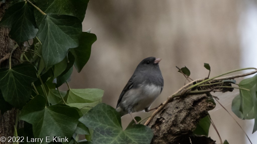 Bird. Dark-eyed Junco of Slate-gray subspecies. The bird is perched on a tree branch with green leaves. The background is a variegated brown. The bird has a light pink beak, black head, neck and back with very light gray breast.