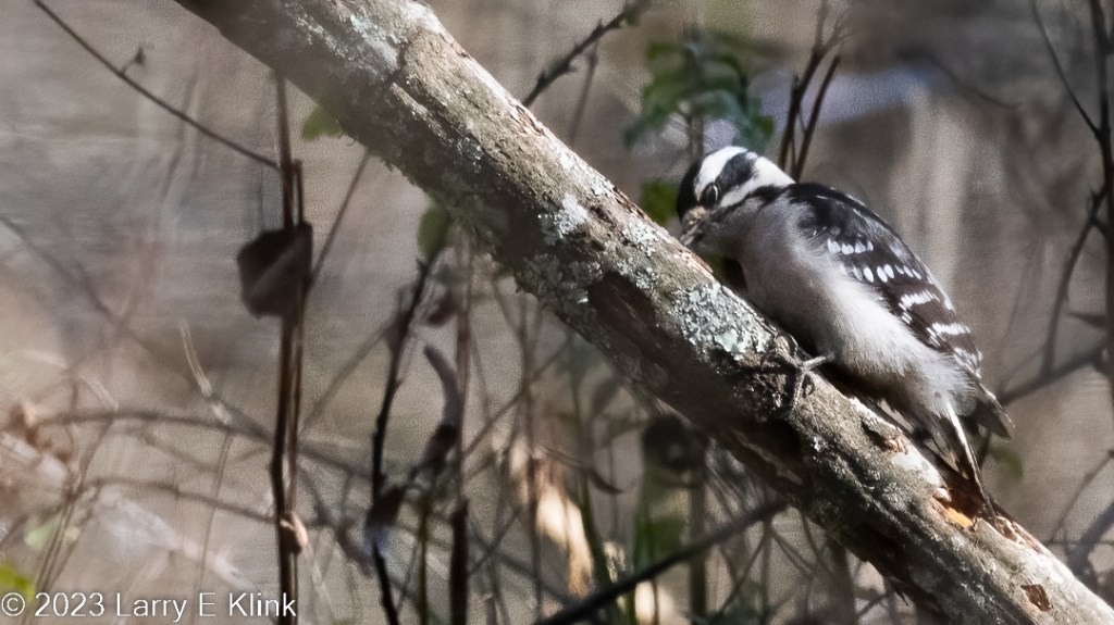 Female Downy Woodpecker perched on a tree branch. The tree trunk is gray with some gray-green lichen. The bird is predominantly black with white spots on its wings and across the back of its head. The background is light and contains some vertical tree branches.
