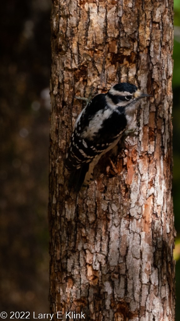 Female Downy Woodpecker perched on a tree trunk. The tree trunk is reddish-brown and gray. The bird is predominantly black with a white stripe down its back, white spots on its wings and across the back of its head. The background is dark.