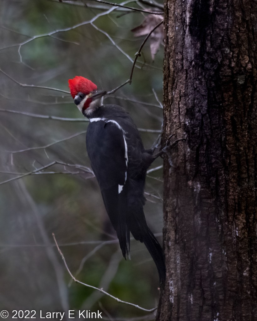 Red-headed Woodpecker perched on a tree trunk. Sex can't be determined. The bird has prominent, bright red head, black back with wide white stipe near the middle and white breast. It has an insect in its beak. The tree trunk is gray with a golden cast. background is blue sky.