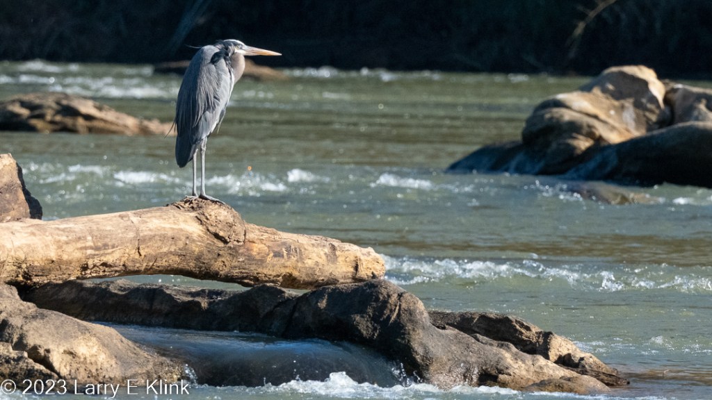 An adult Great Blue Heron perched on a fallen log. The log is a brown-gray and supported by 2 brown boulders. The background is a green river with a few white caps. There are some brown boulders in the river further in the background. The bird has a black head with a white crest, a small white stripe below the cap and yellow eyes. The beak is gray on top and yellow on the bottom. The neck has light reddish coloration. The body is predominantly gray with a dark patch at the top of the wings and a dark flank and belly. Its legs and feet are gray.