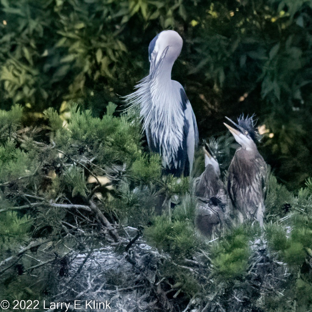 A great blue heron adult with 3 juveniles in a nest surrounded by green leaves. The adult appears mostly white and has its neck curved downward while it is preening itself. There is a small dark patch on its head and a blue patch above its wing. The juveniles have a proportionally large beak, gray on top and yellow on bottom. They have a white head and gray body.
