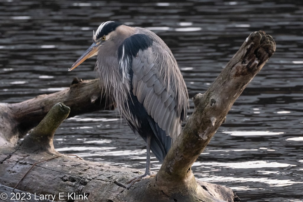 An adult Great Blue Heron perched on the trunk of a fallen tree. The background is the water of a lake that is stiped in black, gray and white. The fallen tree trunk has three, thick, gray-brown, branches protruding from it. The bird has a black head with a white crest, a small white stripe below the cap, and yellow eyes. The beak is gray on top and yellow on the bottom. The body is predominantly gray with a dark patch at the top of the wings and a dark flank and belly. It legs and feet are gray. 
