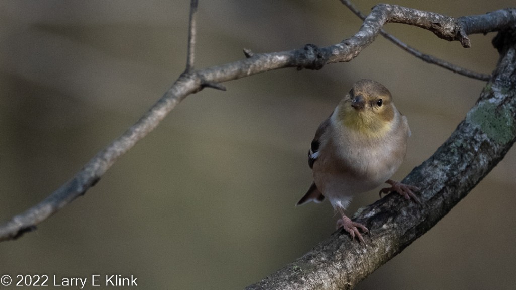A male American Goldfinch perched on a tree branch facing forward with head tilted to the right. There is a branch above its head. The background is green. The bird is wearing its non-breeding coat. Its neck is muted light yellow. Its crown is muted brown, and it has the muted yellow eye ring. Its breast is a creamy light tan. Its eyes and beak are dark. On the bird’s right side, a very small piece of the wing can be seen. It is gray with white wing bars.