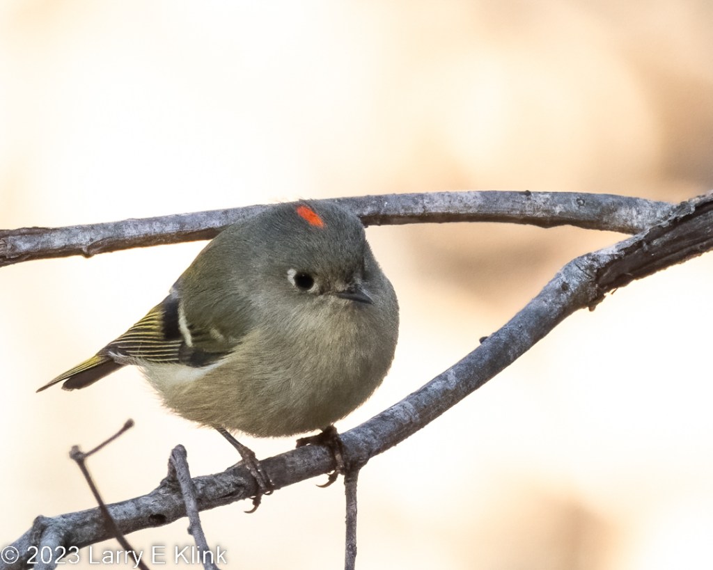 A male Ruby-crowned Kinglet perched on the front fork of a gray, forked, three branch. The background is light and bright. The bird is facing forward with a slight twist to its left presenting a front and side view. Its neck and breast are light gray with a light olive cast. Its back and head are gray. Its beak is gray, its eyes are black, and it has a white eye ring. Its red crown is prominently displayed as short, red line. Its wings are gray with black and white wing bars and yellow stripes
.
