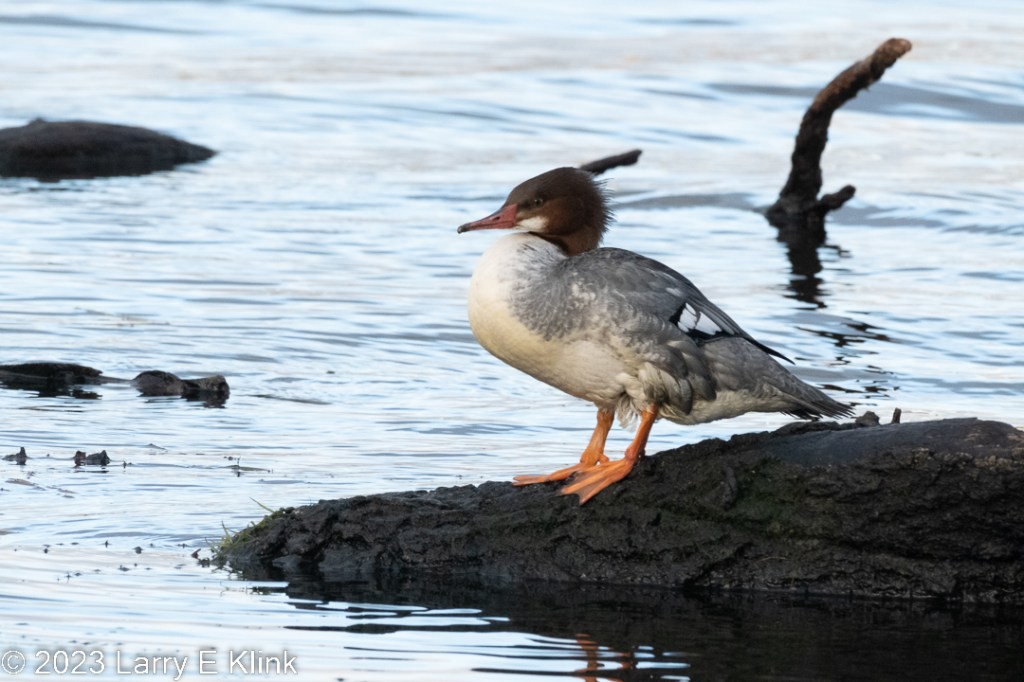 Female Common Merganser, a species of duck, perched on what appears to be a section of a fallen tree that appears black. The background is blue and gray water with somewhat out of focus branches protruding above the surface and behind the bird’s head. The bird has a yellowish-white breast, white neck and white underparts. It has a gray upper body and tail feathers. The wings are gray with a black and white patch. Its head is a dark reddish-brown with a white patch behind the lower side of the bill. It has a black eye and a red bill. Its legs and feet are orange.