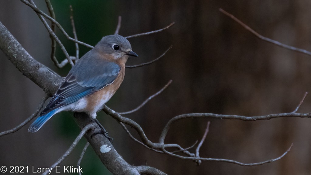 Female Eastern Bluebird perched on a medium gray tree branch. The background is dark with a few medium gray twigs interspersed. The bird has a gray head and neck. The primary feathers on its wings and tail feathers are blue. Its other feathers are black with white wing bars. Its neck and breast are orange, and its underparts are white. Its eye, beak and legs are black.