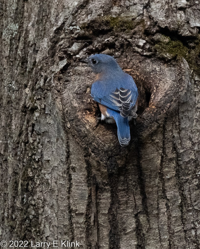 A male Eastern Bluebird perched on a tree trunk at a circular hole that is a potential nesting cavity. The background is the gray tree trunk. The bird has a blue head, neck wings and tail feathers, the wings have a black patch with white stripes. Its eyes and beak are black with a gray patch on its neck. 