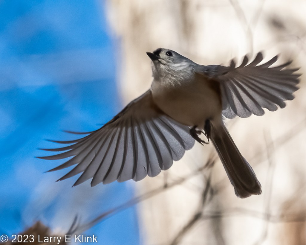 A Tufted Titmouse in flight with its wings spread viewed from its underside. The background is a blurred light colored tree trunk and blue sky. The bird is gray with black beak, eye and stripe above its beak. Its underparts are a mid to dark gray. Its tail feathers are dark gray. Its wings are translucent through gray. Its legs are black.