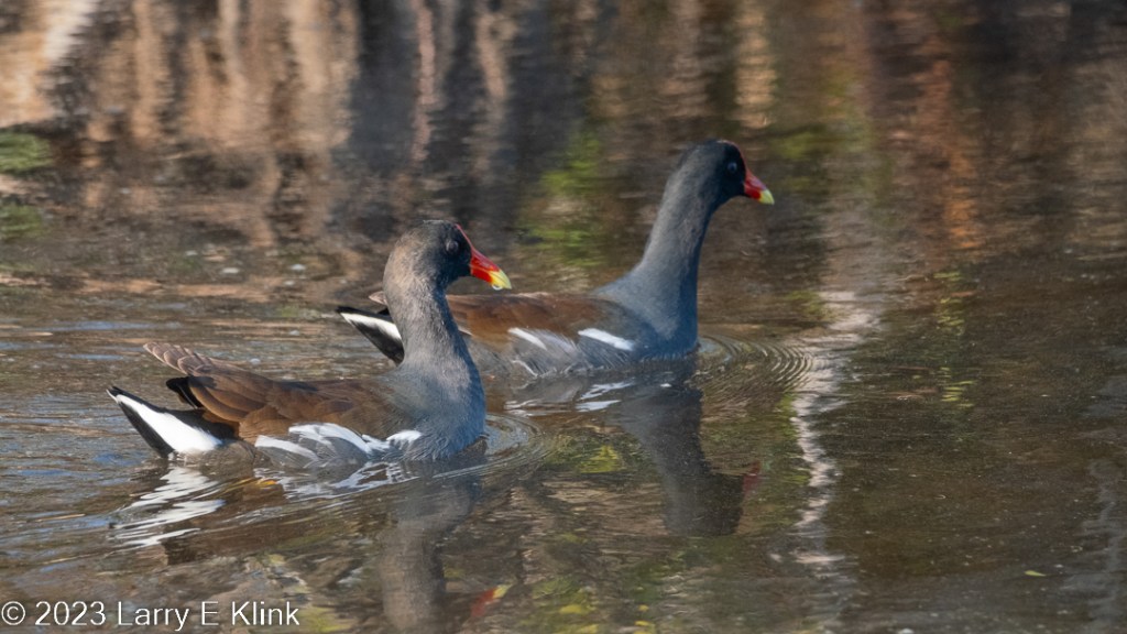 Image of a pair of Common Gallinules on a pond. The background is water colored mostly brownish green. At the top of the frame, the water has jagged stripes of white, gray and brown. The birds have a gray cap, neck, and breast. Its tail feathers form a triangle at the back of the bird. It is predominantly white with a black stripe at its top and bottom. Its wings are brown with a white stripe at its base. It has a black eye patch.  The beak is red orange with a yellow tip.