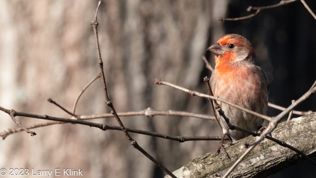 Image of a male House Finch perched on a gray tree branch, facing left. The bird is surrounded by small twigs, The background is a blurred gray tree on the left fading abruptly to black on the right. The bird’s head and neck is a coppery orange fading to light gray over the breast. Its beak and legs are gray. Its eye is black. It has a gray-brown patch starting at its beak, across and below the middle, of its eye and finishing as ½ ellipse extending to the back of its head and down to the shoulder.
