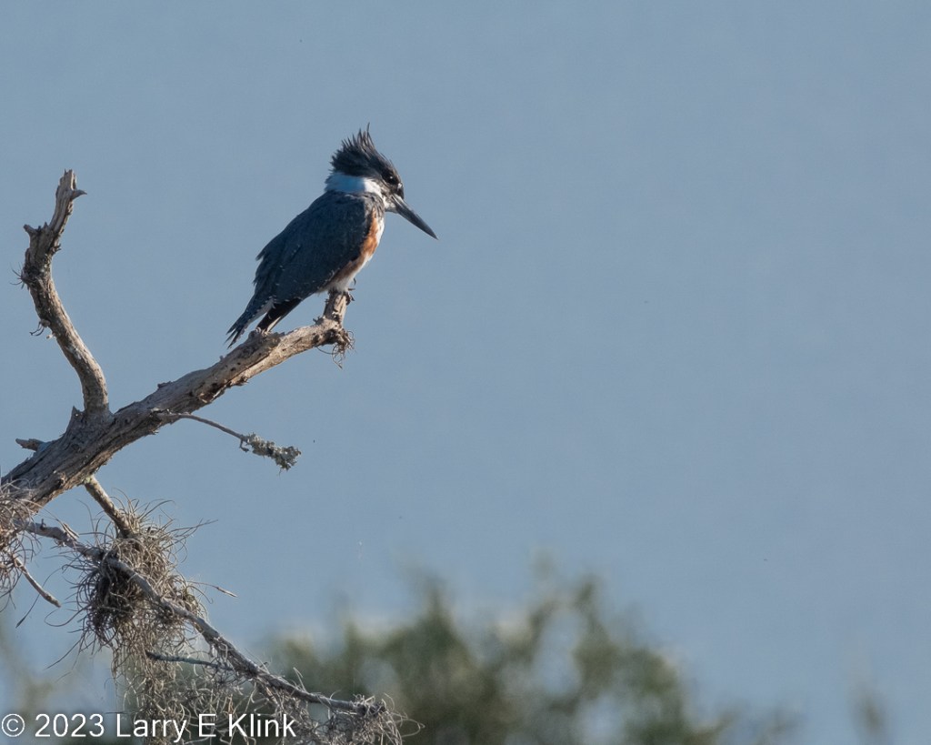 An image of a female belted kingfisher on a tree branch. The background is blue sky. At the bottom of the frame is the somewhat blurry green tree to. The tree branch is gray and is adorned with a gray, spaghetti like bindle of sticks. The bird has a dark gray head and black eye. At the base of the head, is a white neck ring. The beak is long and pointed; its color is dark gray. Its neck and belly are white and is bisected with a rusty orange stripe. Its wings are dark blue gray. 