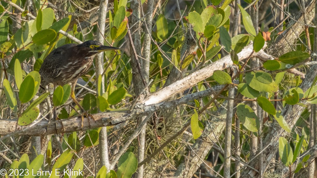 Image of a Green Heron perched on a light gray branch facing right. The background is primarily green leaves from a mangrove tree. The cap on the bird’s head is blue-gray. Its back is a darker blue-gray. Its neck, breast and belly is brown with several thick, white stripes. The top of its beak is gray. The bottom of its beak, its legs and its eye are yellow.