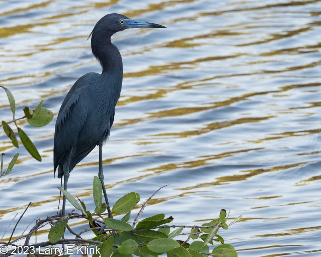 Image of a Little Blue Heron perched above the water on a mangrove tree branch, facing right. The branch is adorned with the green leaves of the mangrove tree. The water is alternately striped blue and gold. The bird’s body is a dark blue-gray Its beak and legs are a light blue-gray. Its beak has a black tip. Its eye is yellow.
