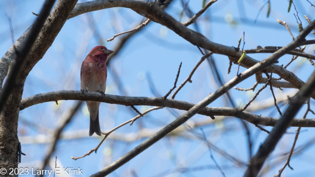 Image of a male house finch perched on a gray tree branch, facing right. The background is blue sky crossed by gray tree branches of varying sizes. The bird’s head and neck is red, fading to light gray over the breast. Its beak and legs are gray. Its eye is black. It has a gray-brown patch starting at its beak, across and below the middle, of its eye and finishing as ½ ellipse extending to the back of its head and down to the shoulder. Its tail feathers are black with white tips at bottom corners.

