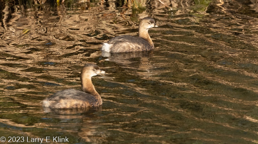 A pair of Pied-billed Grebes floating on the water. The golden-brown pond water is the background. The head, neck and area below the feathers is light brown. The cap on its head and its back is gray. Is tail is the white tuft on the back of the bird. There is a white patch behind the beak, The beak is brown on type, white on the bottom with a black stripe circling it. Its eye is brown. 