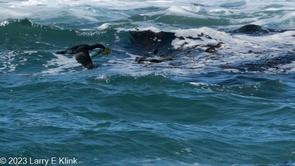 This image is a Brandt’s Cormorant flying left to right while carrying some type of sea grass for nesting material. The background is the blue-green water of the Pacific Ocean, capped with some white foam. The bird is black; the nesting material is in its beak and is a green color. The strip of water at the top of the image is pale gray-green. There is a large black object just below the surface of the water just to the right of the bird. It appears to be some type of marine plant.
