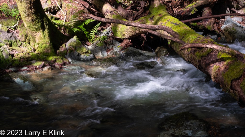 Photograph of a small segment of a creek. The water is pale grey-green capped with streaks of white foam. The lower part of the image is in shadow and is dark. Across the river are yellow-green moss-covered trees and rocks.  In the upper left corner, the tree is standing and leans to the left. In the upper right corner, the tree has fallen across the creek. Between the trees are gray rocks that are partially moss covered as well as some green ferns. The upper edge of the image is scattered brown forest debris.

