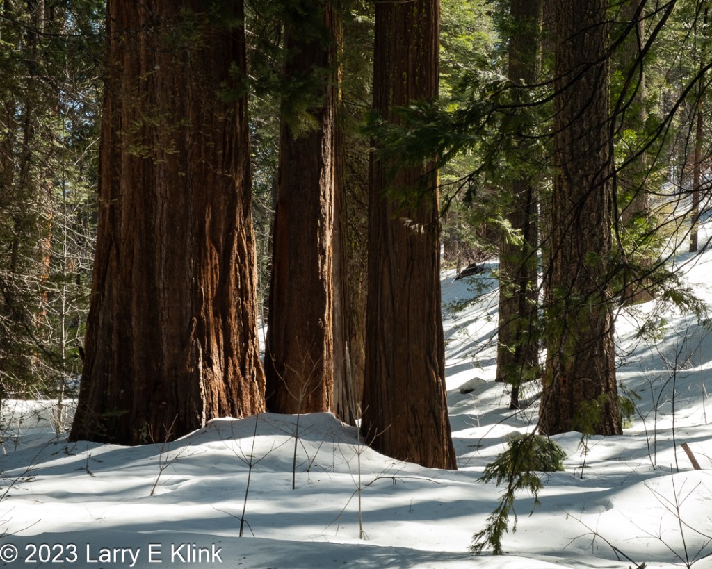 Photograph of the lower portion of giant sequoia and pine trees.  The pines are the two trees on the right side. The trunks of the giant sequoia are reddish-brown. The trunks of the pine are also reddish-brown but lighter in color. The ground is flat but with a slope sweeping right up a hillside. It is covered in white snow striped by gray shadows. Between the trees are their branches with their green coniferous leaves. Behind the trees is a background of green forest.