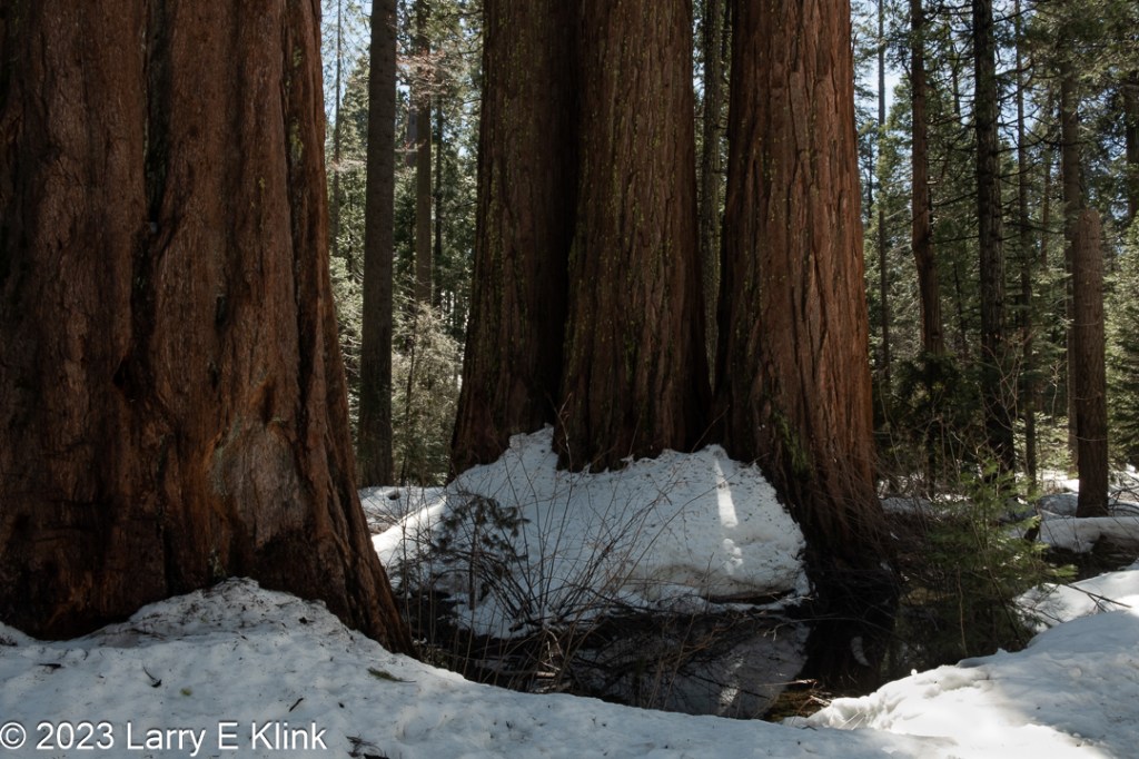 Photograph of four giant Sequoia trees surrounded by snow and a moat of meltwater.  The reddish-brown trunk of one tree dominates the left side of the image. Following along the bottom of the image is the snow-covered ground. Above the snow is the meltwater moat. It is dark and reflects some of the snow. Above the moat is a group of three, dark reddish-brown, giant sequoia tree trunks with a pile of snow at their base. To the right side of the image are gray tree trunks. The background of the image is the green of the forest beyond and some blue sky.