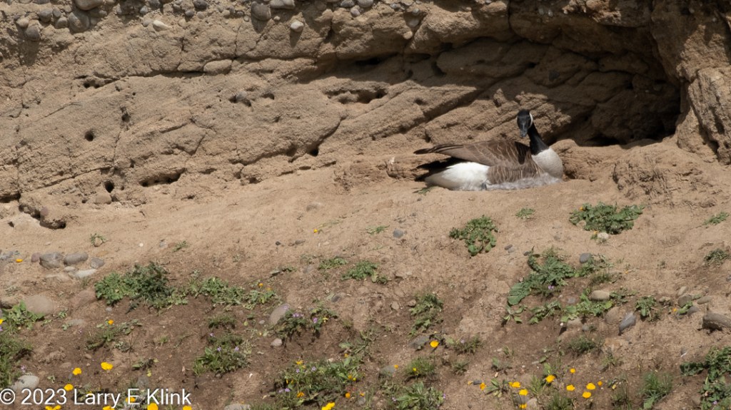 Photo of a Canada Goose on its nest which is on a hillside. The hill side is a dark, sandy beige color. The upper third is rock, the lower two thirds is dried mud. The dried mud is dotted with green foliage and yellow flowers. The bird has a black head, neck and bill. There is a small white patch on the right side of its head. Its breast and under parts are white. Its wing feathers are brown. The wing feathers are folded and extend to the length of its body making a “V” between the wings and underbody.