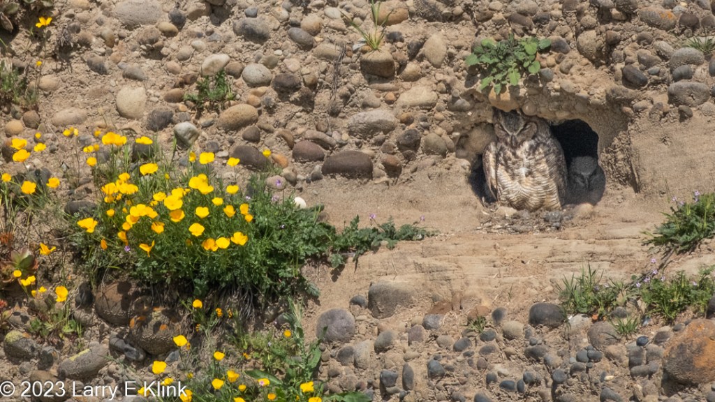 Photo of an adult and a juvenile Great Horned Owl at the opening of its hillside nesting cave. The hillside is a sedimentary mix of mud and ovoid river rocks. The background color isa sandy beige. The rocks are a mix of grays and browns. In the lower right corner is green foliage with yellow flowers – California Golden Poppies. There is some other green foliage dotting the hillside. The 2 owls are standing side by side at the entrance to their cave. The adult is the larger bird standing on the left, the juvenile is the small gray bird with gay beak standing on the right. Both birds are facing front with their head bent down, partially obscuring their eyes. The adult’s breast is mostly white, but orange in some areas, all with gray horizontal stripes. The top of the adult’s head is triangular patch with the point at the top of the beak. The patch is gray, outlined by a white stripe and further by a gray stripe. Its face is gray, outlined by a black stripe that makes it almost heart shaped. Its beak is gray.