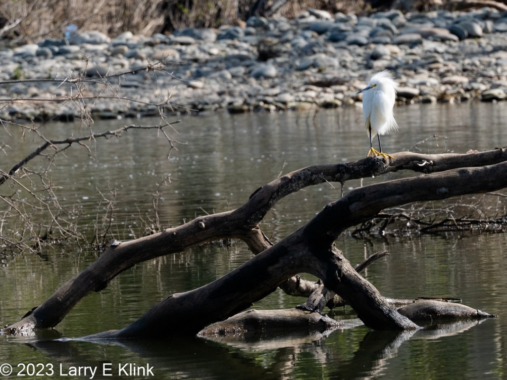 Photo of a Snowy Egret perched on a fallen tree in a pond. The fallen tree is two large main branches projecting from the water in the lower left of the picture. They project upward, across the picture toward the right at about a 30-degree angle.  There are supporting branches on each of the main branches that project back into the water in the lower right quarter of the picture. The branches are dark gray, streaked with light gray on the top by the sunlight.  The water is green in the lower third of the picture then changing to a greenish gray as it progresses to the opposite side of the pond. The bird is in the upper right quadrant of the picture. It is bright white with a black beak, black legs and yellow feet. Its eye is a small black dot where the beak meets the head. There is a small yellow patch on the end of the beak at the eye. There are many smaller branches in the water around the fallen tree. The river bank on the opposite site is out of focus river rocks capped with out of focus brush.