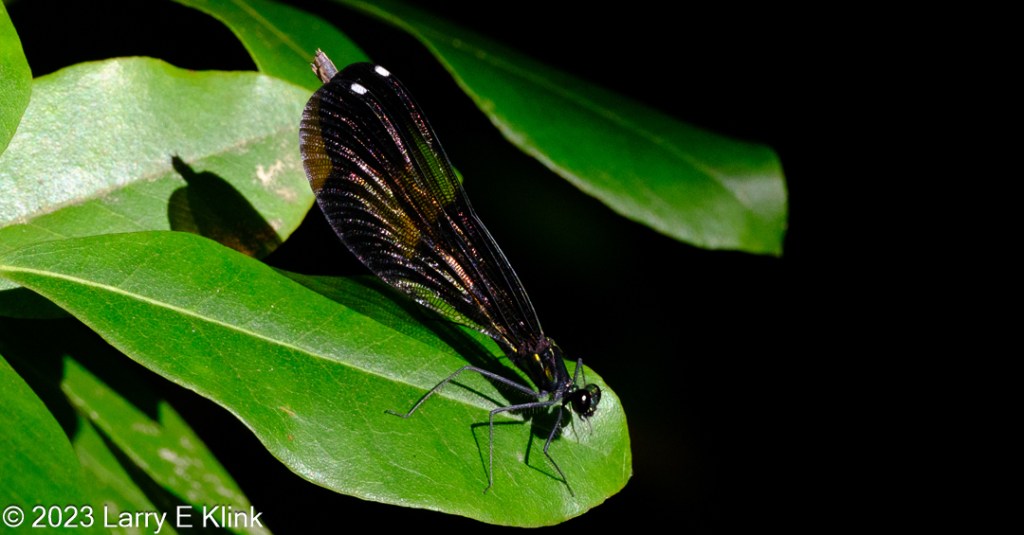 Image of a Female Ebony Jewelwing Damselfly perched on a bright green leaf against a background of black and surrounded by many more green leaves. The damselfly is positioned with its head near and facing the tip of the leaf. Its bulbous, black eye is most of what is visible from the head though the eye on the other side is also partially visible. Its dark gray legs protrude like sticks from the side of its body. As they extend outward, they make a sharp right-angled turn down to the leaf. Most of its body is obscured by the wings but the end of it protrudes from the back of the wing. Its wings are black, but they refract the light so highlight the wings in stripes of gold, green
