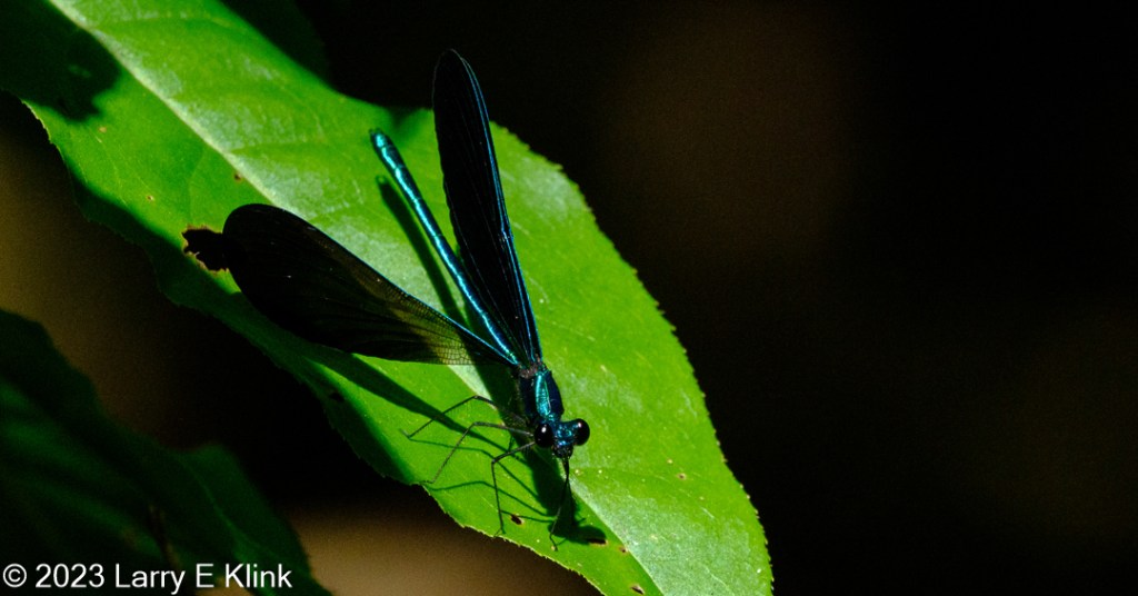 Image of a Male Ebony Jewelwing Damselfly perched on a bright green leaf against a background of black. The damselfly is positioned with its head near and edge of the leaf. Its bulbous, black eyes are visible on either side of its small, blue head. Its dark gray legs protrude like sticks from the side of its body. As they extend outward, they make a sharp right-angled turn down to the leaf. Its vivid blue body extends from the head and looks like a stick; it extends slightly past the end of the wings. Its wings are black but are refracting the vivid blue on the upper edges of the wings. The damselfly is casting its shadow on the leaf. 