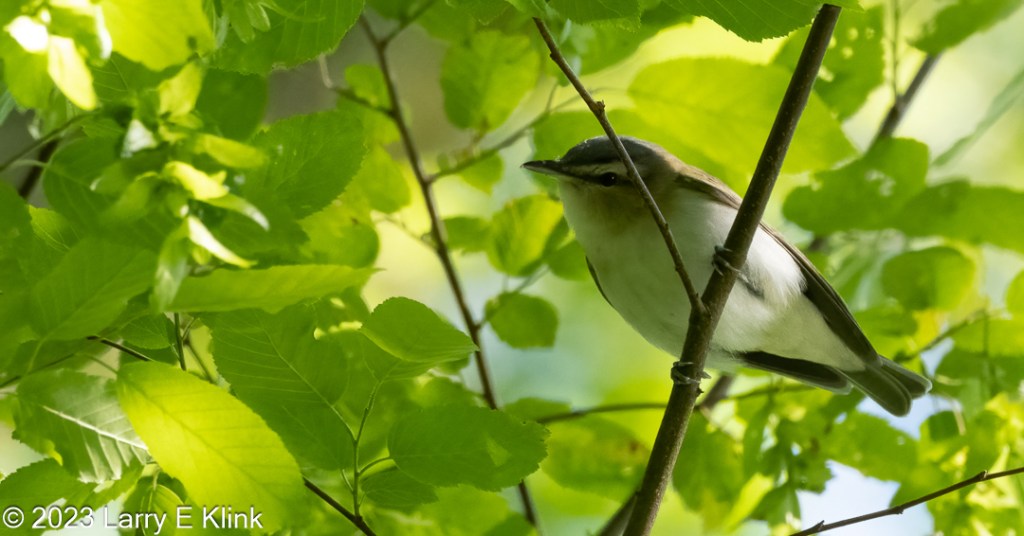 Photograph of a bird, a Red-eyed Vireo, perched on a tree branch. The background is mostly yellow-green leaves with small patches of blue sky. The bird is perched on a dark colored branch that extends from top to bottom at the right side of the picture. The bird is viewed from below, so its underparts and side are visible. Its underparts are white. Beneath its eye and flowing back are its neck, wings and tail feathers, all olive green. The tail feathers are tipped in black. Its eye is red but appears dark in the picture. It has a dark eye stripe. Above its eye is a white stripe topped by a black crown. The bottom of its beak is white, the top is black.