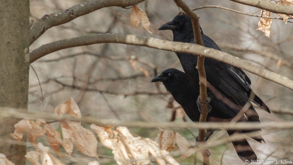 Two American Crows, large black birds with black beaks, perched on a tree branch facing left; one behind the other. The tree trunk and branches surround the crow, The background is indistinct.