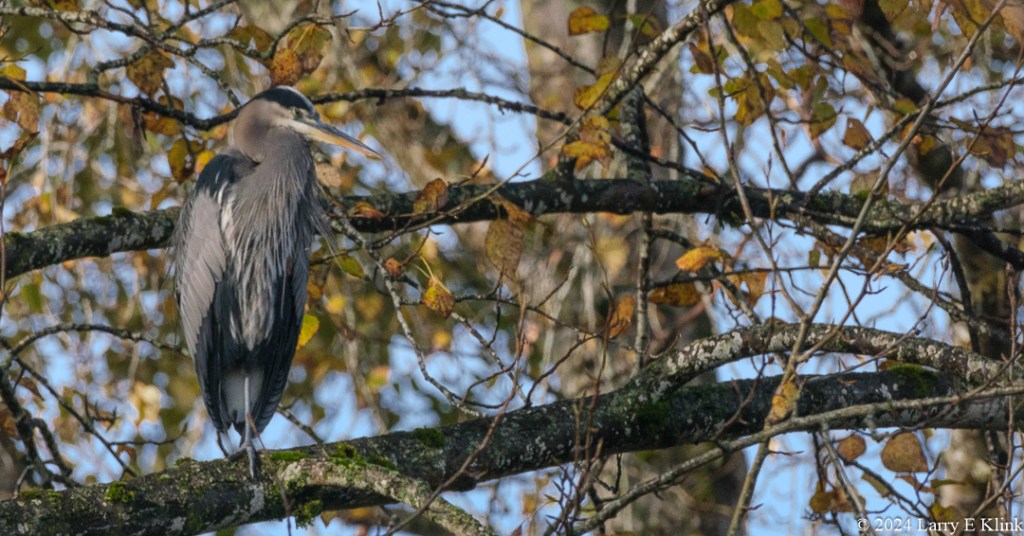 A bird, a Great Blue Heron perched on tree branch in the right side of the picture. The background is tree branches with brown and green leaves and a blue sky,
