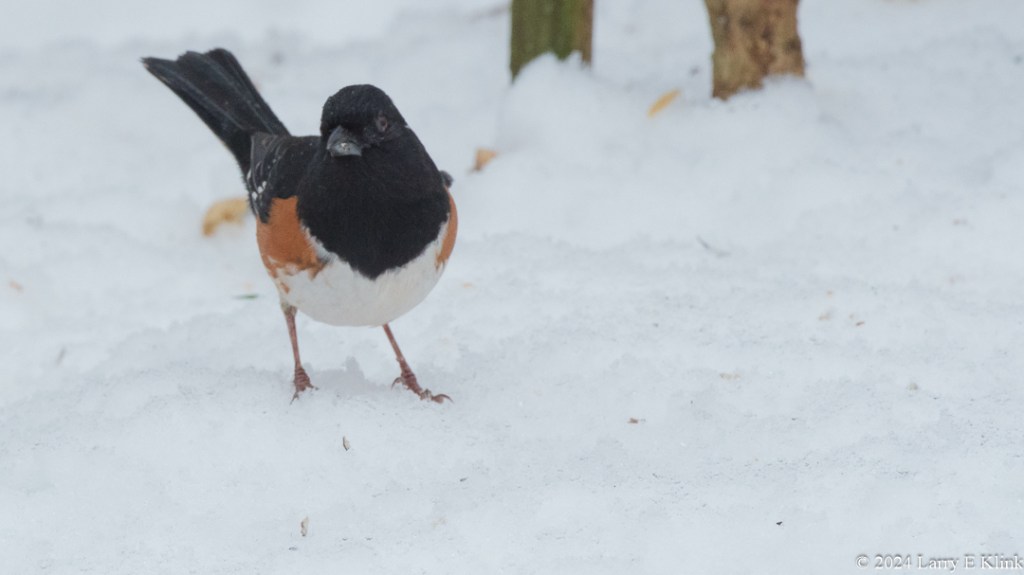 A male Eastern Towhee, a medium sized bird on the left side of the image facing front. Its head, upper body and tail feathers are black. Below the black, the body is orange. The bottom of is body is white. The bird is set against a background of white snow with scattered debris and two tree trunks.