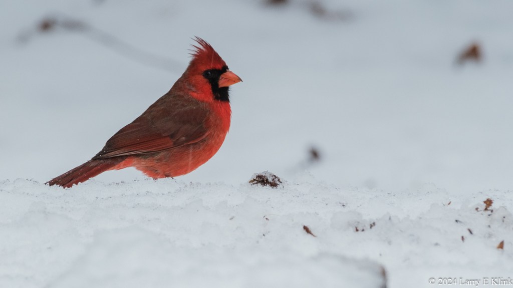 A Northern Cardinal, a medium sized red bird with a dark colored face and dark, folded, wings on the left side of the picture. The background is white snow with scattered dark pieces of debris.