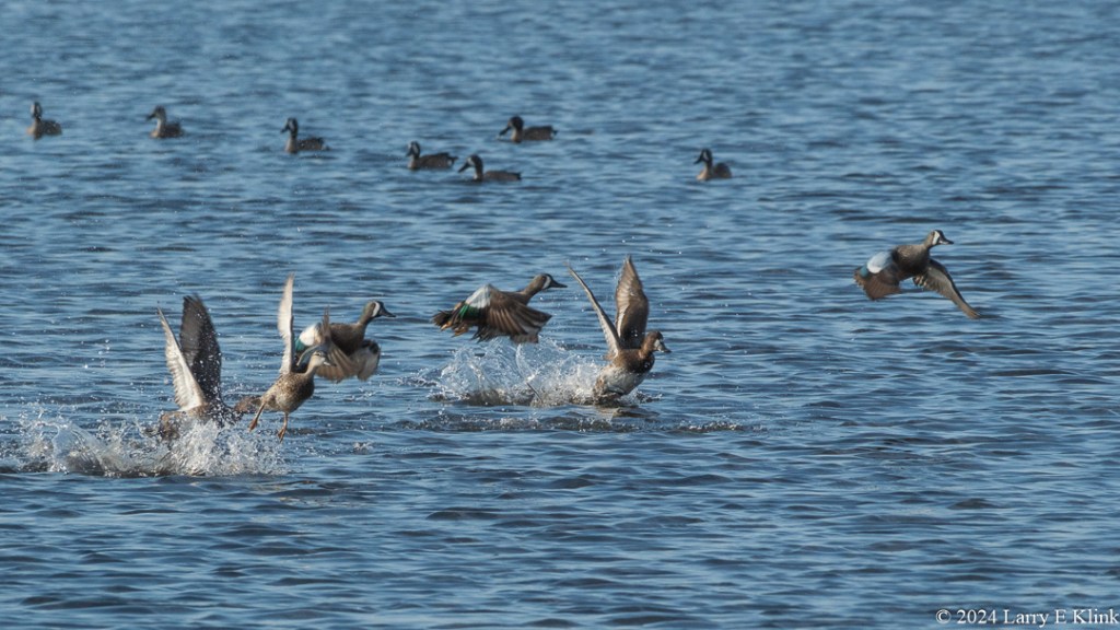 A photograph of Lesser Scaups taking flight. The foreground is of the ducks with wings extended mostly upward. Behind them is a line of ducks still in the water. The overall background is a pond full of blue water.