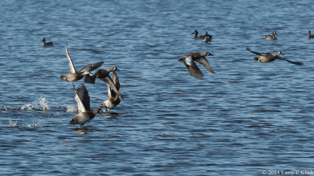 A photograph of Lesser Scaups taking flight. The foreground is of the ducks with wings extended mostly upward. Behind them is a line of ducks still in the water. The overall background is a pond full of blue water.

