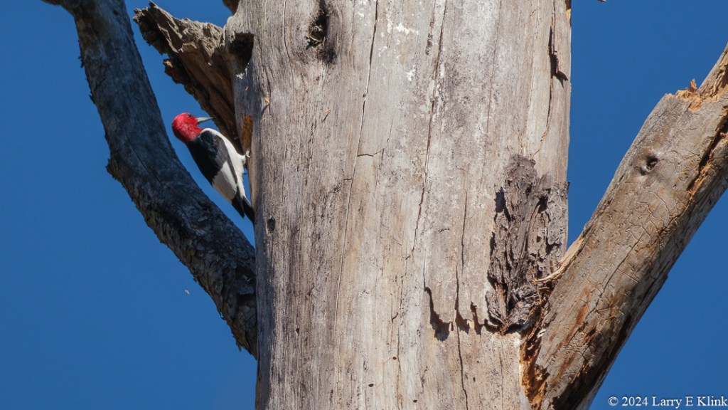 A bird, a Red-headed woodpecker, perched on a gray-tan tree trunk, between the trunk and a shadowed branch, on the left side of the picture. The background is blue sky. There is another branch on the right side of the trunk extending upward at a 45-degree angle.