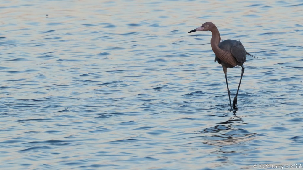 A large reddish colored bird with a white beak with a black tip, standing in blue, rippled water, in the right side of the frame.
