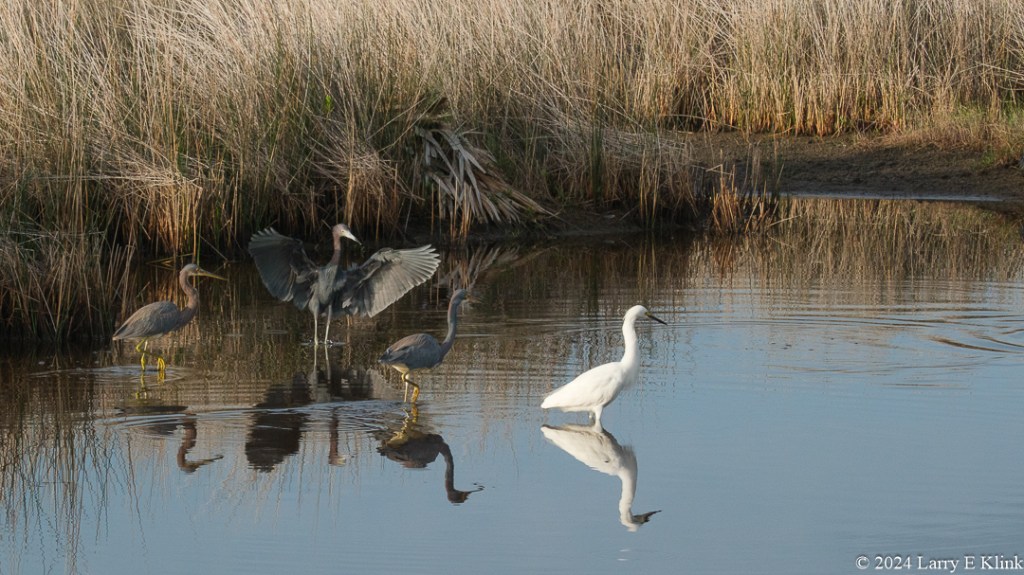 A picture of 4 birds in a pond surrounded by dried grass. From left to right Is a Tricolored Heron with a yellow foot out of the water, another with its wings spread and a third standing with its foot out of the water. On the right is a white Snowy Egret.