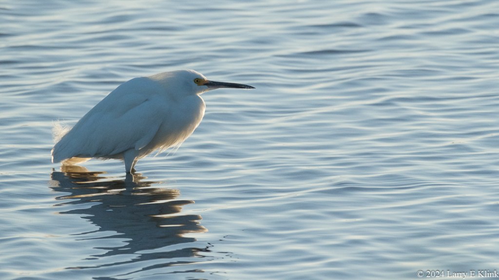 A white bird with a yellow beak, standing in blue, rippled water, in the left side of the frame.
