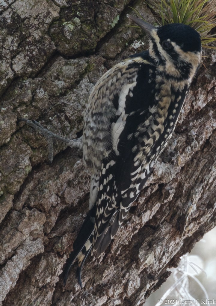 A bird, a Yellow-bellied Sapsucker, perched on the right ide of gray-brown and reddish colored tree trunk. The bird is black and white with a little bit of brown on the head, neck and feathers. There is a tuft of green needles that appear to be sticking out of the bird’s head. The tree trunk takes up almost the whole picture frame.